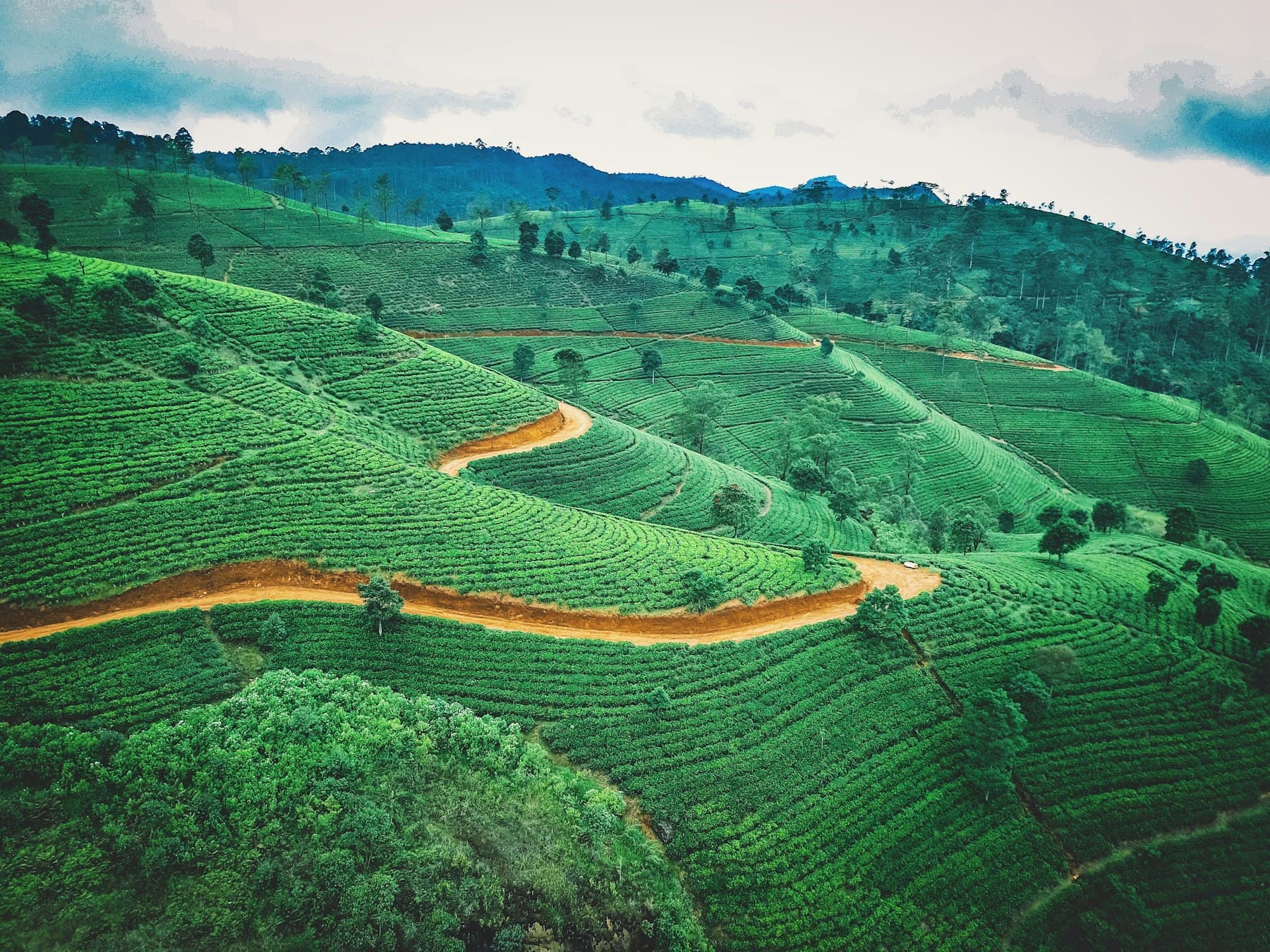 Grüne Hügellandschaft im Hochland von Sri Lanka